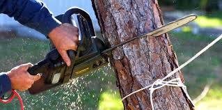 Why Choose Our Tree Removal Services in Lakes East, CT?